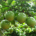 Yellow Passion Fruit Live Starter Plant Passiflora edulis flavicarpa | 1 Vine