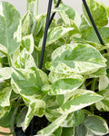 Pearls and Jade Pothos Rooted Live Plant in 2-Inch Pot | Epipremnum aureum Variegated