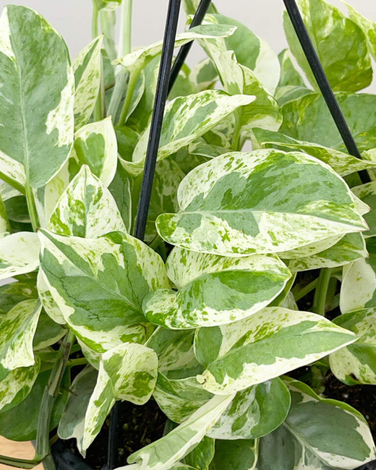 Pearls and Jade Pothos Rooted Live Plant in 2-Inch Pot | Epipremnum aureum Variegated