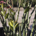 Tall Lady Slipper (Pedilanthus tithymaloides) Cuttings — 5 Unrooted, Zig Zag / Devil’s Backbone Succulents