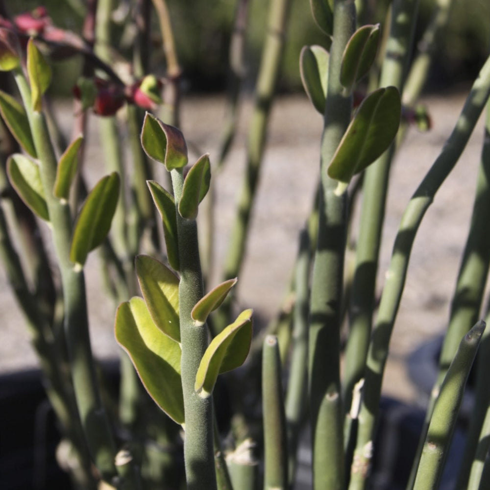 Tall Lady Slipper (Pedilanthus tithymaloides) Cuttings — 5 Unrooted, Zig Zag / Devil’s Backbone Succulents