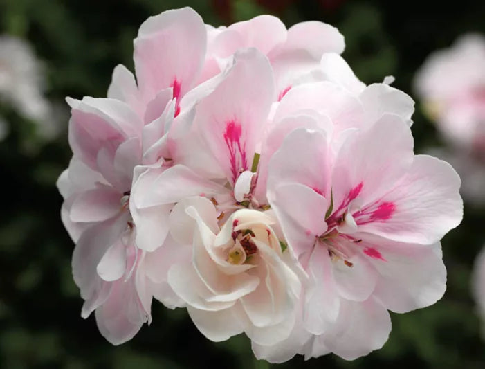 Ivy Geranium Cuttings (Pelargonium peltatum) White & Pink - 2 Unrooted 6-Inch Trailing Cuttings for Hanging Baskets