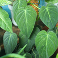 Philodendron Micans Velvet-Leaf Philodendron - Small Rooted Starter, Bareroot