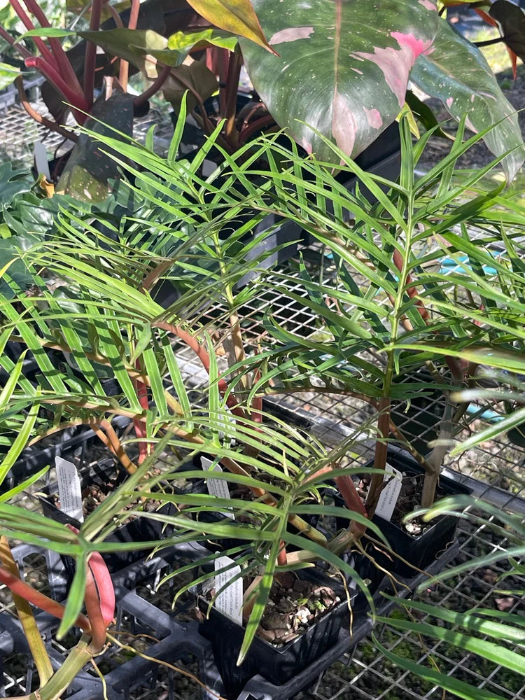 Philodendron Tortum Starter Plant 6-8" Bareroot | Rare Aroid