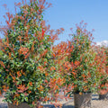 Red Tip Photinia x fraseri Bare Root Plants Set of 3 – 2