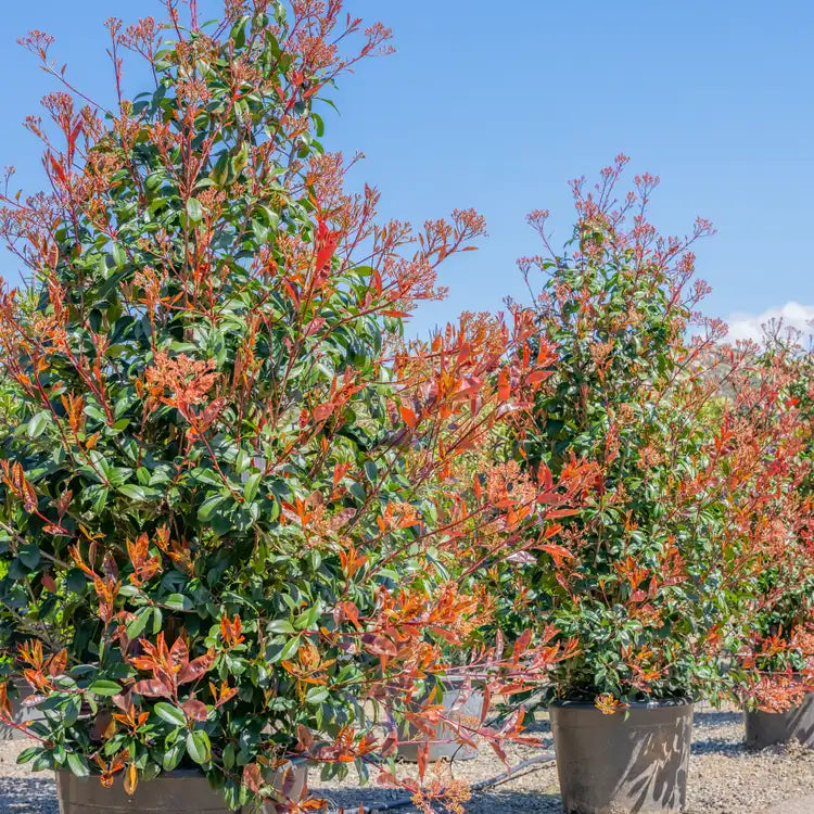 Red Tip Photinia x fraseri Bare Root Plants Set of 3 – 2