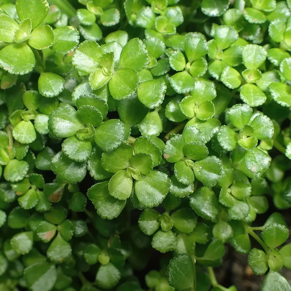 Pilea Tiny Tears - Rooted Bareroot Starter Plant | Easy-Care Indoor Ground Cover