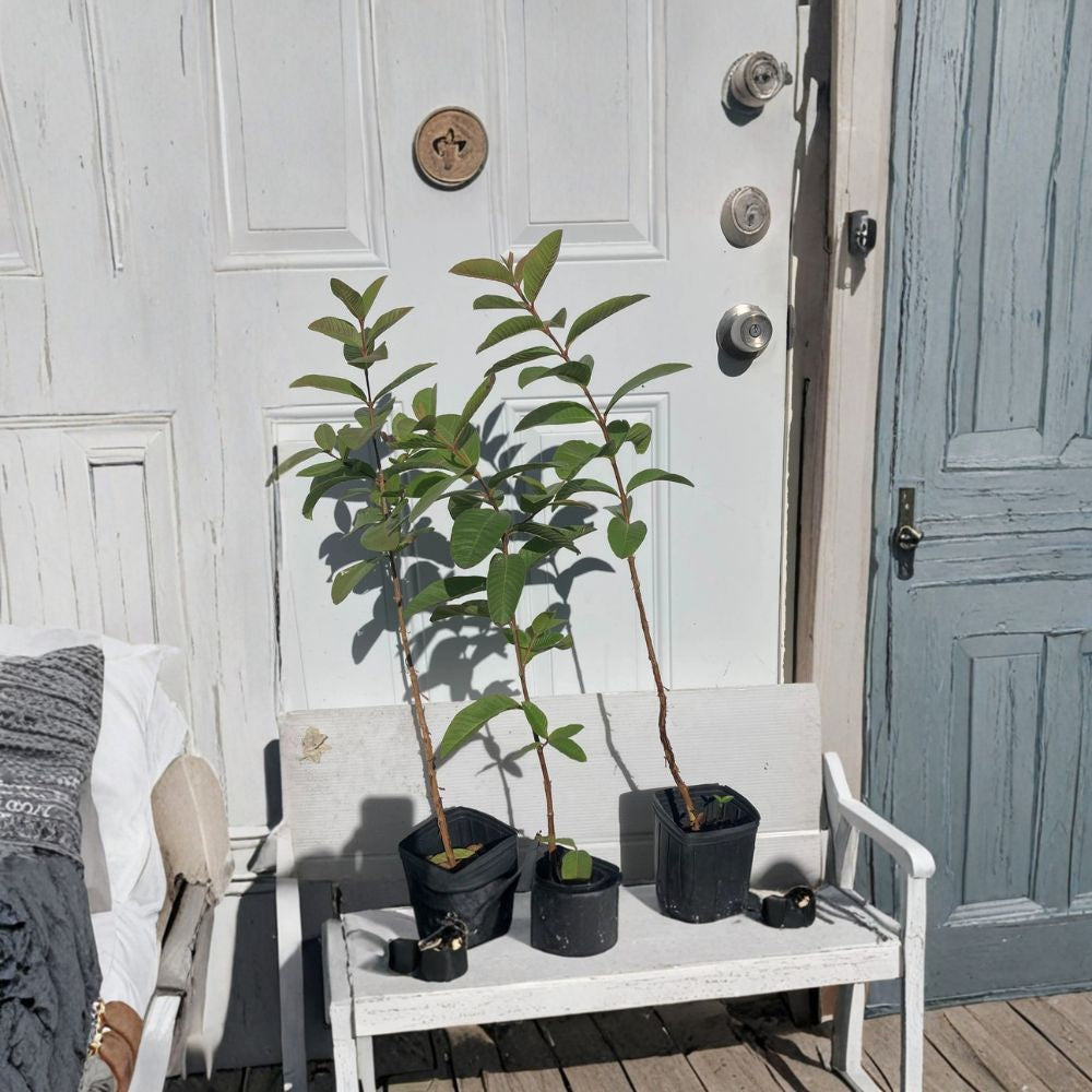 Pink Cattley Guava Tree 20-24” Live Plant - Florida Grown Strawberry Guava