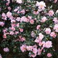 Pink Snow Camellia Sasanqua Starter Plant - Bare Root Shrub