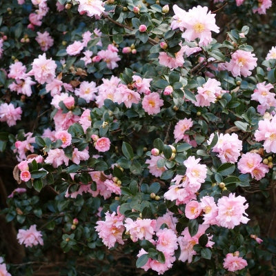 Pink Snow Camellia Sasanqua Starter Plant - Bare Root Shrub