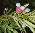 Bare Root Podocarpus macrophyllus (Yew / Buddhist Pine) Live Plant - Evergreen Hedge & Topiary