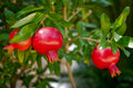Red Wonderful Pomegranate Cutting (Punica granatum) – 6–8” Unrooted Cutting for Rooting or Grafting