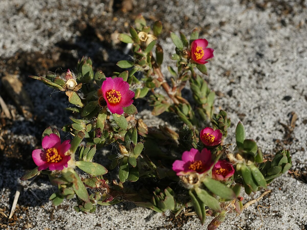 Paraguayan Purslane Portulaca amilis Root Cuttings – Kiss Me Quick Moss Rose, Drought-Tolerant Ground Cover