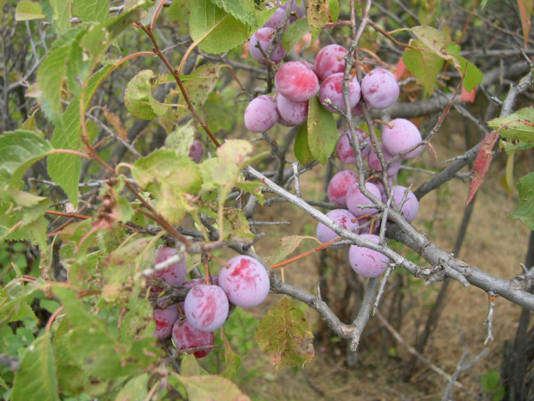 Wild Plum Cuttings (12 Unrooted) – Prunus americana