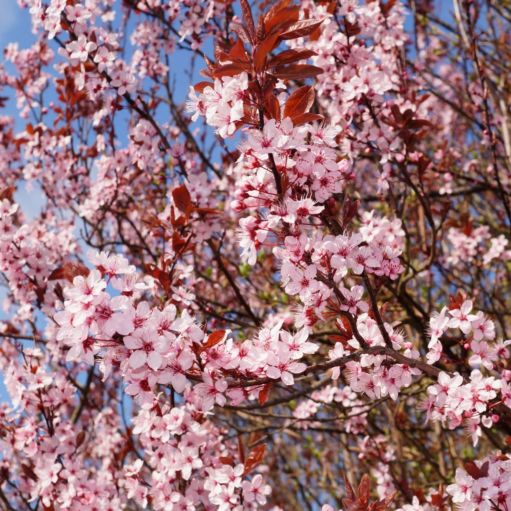 Prunus cerasifera Cherry Plum Black Cuttings - 3 Unrooted 6" Stems, Deciduous Fruit Tree