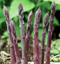 Purple Passion Asparagus Crowns - 10 Bare Root 2-Year-Old, Heirloom, Non-GMO, Cold Hardy