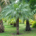 5 Pygmy Date Palm Seedlings (Phoenix roebelenii) - 3–5" Starter Plants