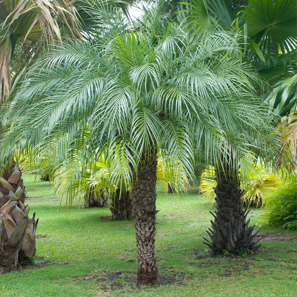 5 Pygmy Date Palm Seedlings (Phoenix roebelenii) - 3–5" Starter Plants