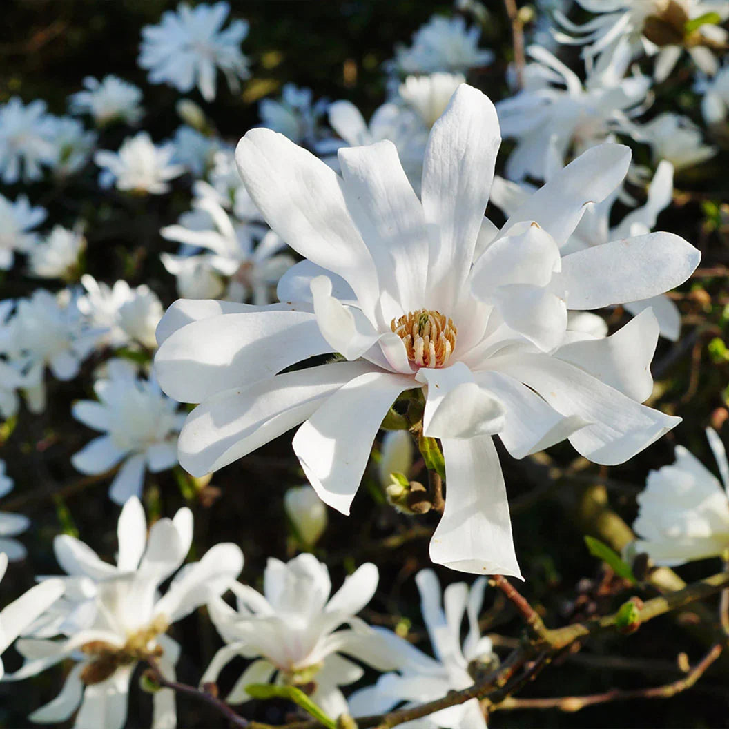 Star Magnolia Tree Magnoli stellata – Live Bare-Root 6–12” | White Spring Blooms