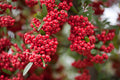 Scarlet Firethorn Pyracantha coccinea Cuttings – 5 Fresh Unrooted for Rooting or Grafting