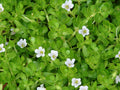 Bacopa monnieri (Brahmi) 15 Live Bareroot Plants | Wetland Medicinal Herb
