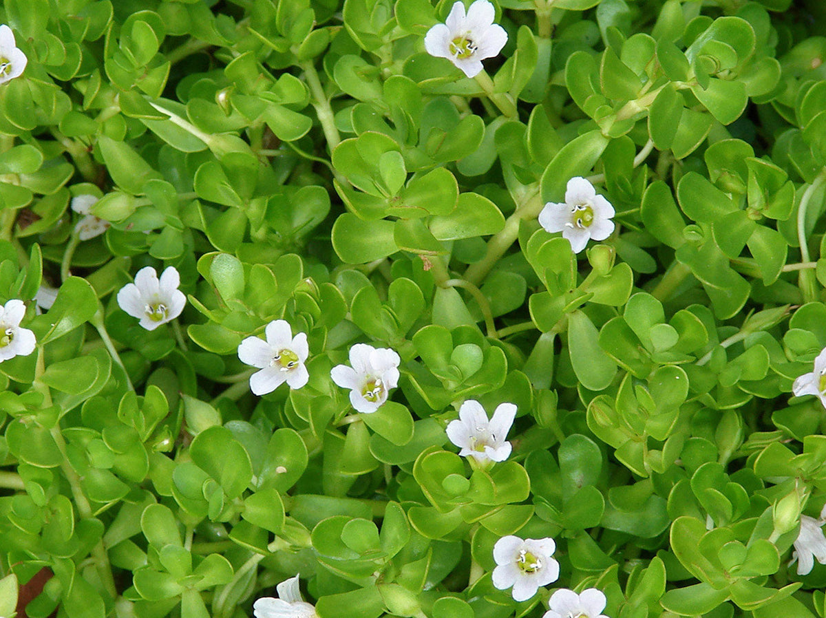 Bacopa monnieri (Brahmi) 15 Live Bareroot Plants | Wetland Medicinal Herb
