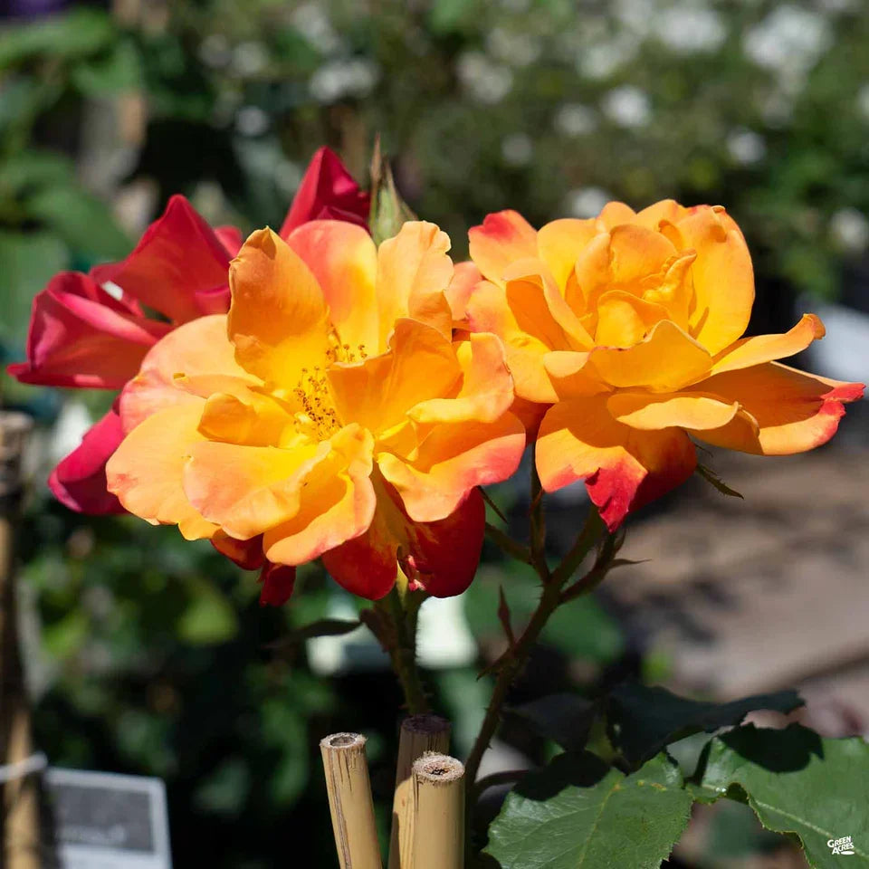 Joseph’s Coat Climbing Rose Cuttings (Rosa ‘Joseph’s Coat’) – 3 Unrooted Cuttings