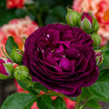 Twilight Zone Rose Cuttings (3 Unrooted) Rosa 'Twilight Zone' - Deep Purple, Fragrant, For Rooting & Grafting