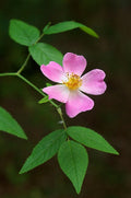 Rosa setigera Seeds (Illinois Rose) - 30 Non-GMO Perennial Seeds for Native Gardens