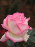 Grace de Monaco Rose Bush - Bare Root Starter Plant | Hybrid Tea Rose