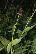 Rudbeckia occidentalis Seeds - Western Coneflower (75 Seeds) Native Perennial Wildflower