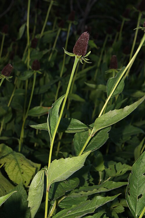 Rudbeckia occidentalis Seeds - Western Coneflower (75 Seeds) Native Perennial Wildflower