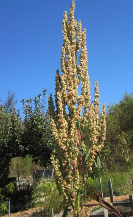 Rumex orbiculatus Seeds - Great Water Dock (100 Seeds) Native Wetland Plant