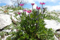 Anemone multifida Seeds (Windflower) – 100 Non-GMO Perennial Wildflower Seeds