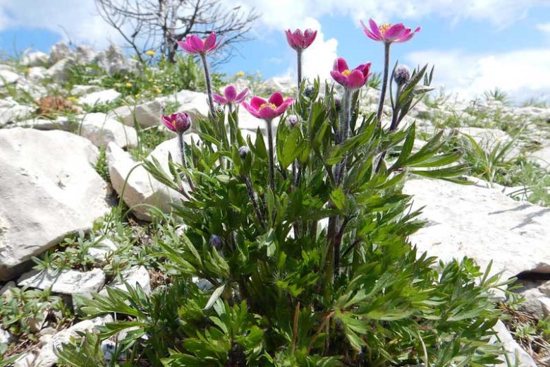 Anemone multifida Seeds (Windflower) – 100 Non-GMO Perennial Wildflower Seeds