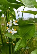 Sagittaria latifolia Seeds (100) Broadleaf Arrowhead – Native Aquatic Plant for Ponds & Wetlands