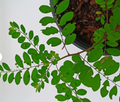 Phyllanthus niruri (Stone Breaker) Live Plants — 2 Organic Bare-Root Cuttings