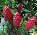 Ginger Shampoo Plant (Zingiber zerumbet) Bareroot 6–8" – Awapuhi, Pinecone Ginger