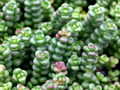 Spreading Stonecrop Sedum divergens Live Plant - 4-Inch Pot