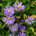 Symphyotrichum laeve Seeds - Smooth Blue Aster, Native Perennial Wildflower (100 Seeds)