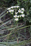 Oligoneuron album Seeds (Upland White Goldenrod) – 100 Non-GMO Perennial Wildflower Seeds