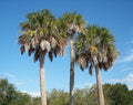 Sabal palmetto Seeds – Cabbage Palm, Palmetto Palm (5 Seeds)
