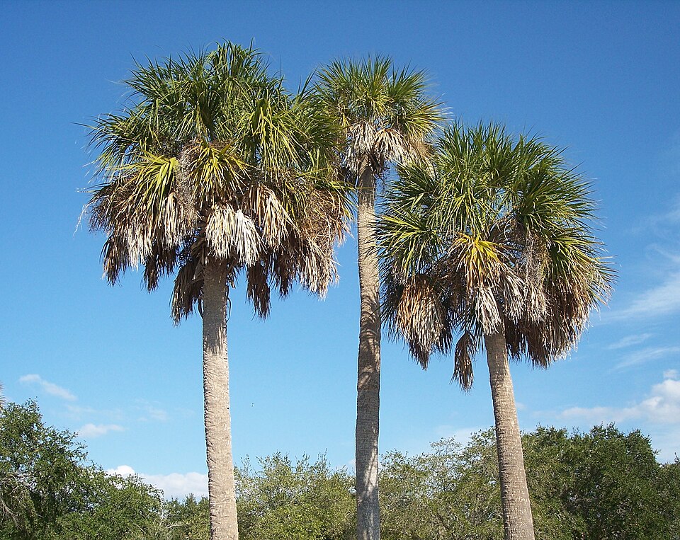 Sabal palmetto Seeds – Cabbage Palm, Palmetto Palm (5 Seeds)