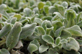 Silver Carpet Lamb’s Ear Stachys byzantina ‘Silver Carpet’ – 4-Inch Live Plant