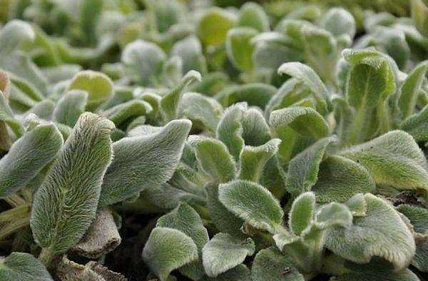 Silver Carpet Lamb’s Ear Stachys byzantina ‘Silver Carpet’ – 4-Inch Live Plant