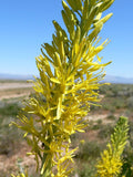 Stanleya pinnata Seeds - Prince's Plume, Perennial Wildflower, Drought-Tolerant (40 Seeds)