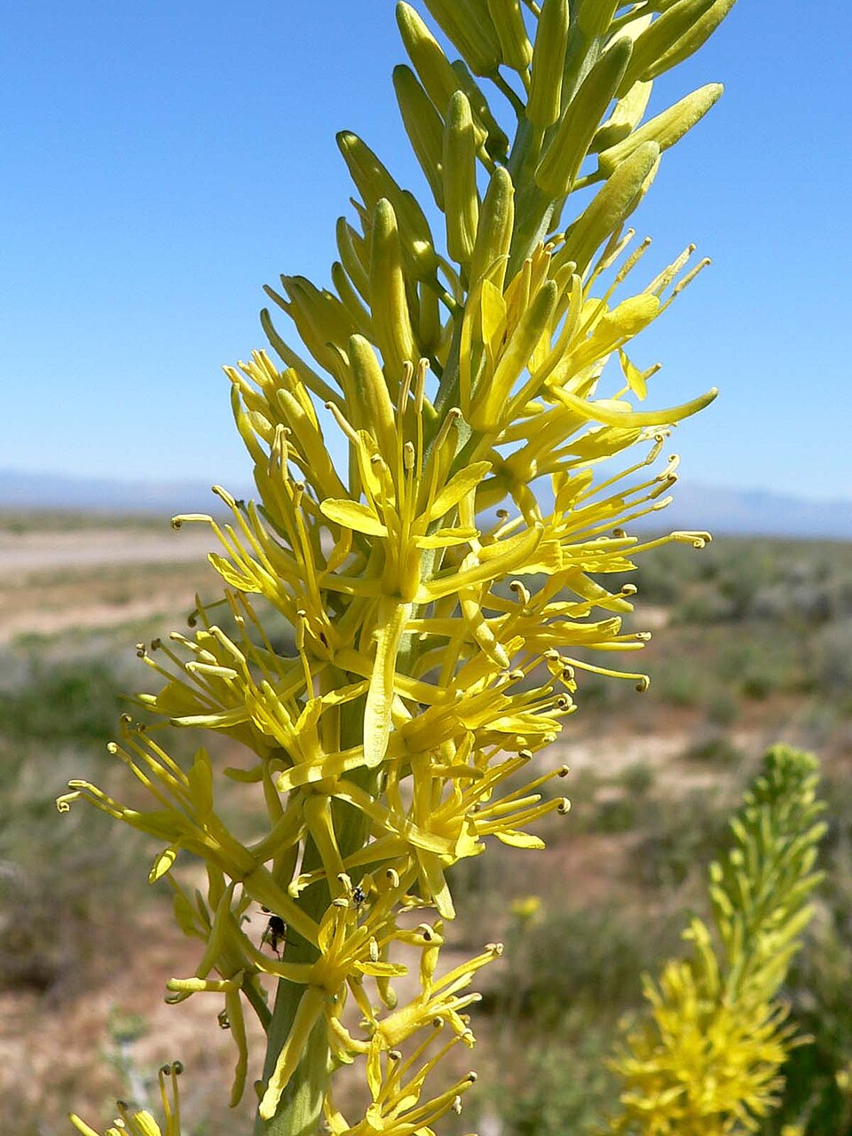 Stanleya pinnata Seeds - Prince's Plume, Perennial Wildflower, Drought-Tolerant (40 Seeds)