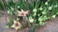 Stapelia gigantea Unrooted Cutting – Starfish Flower Cactus, Giant Carrion Flower Succulent