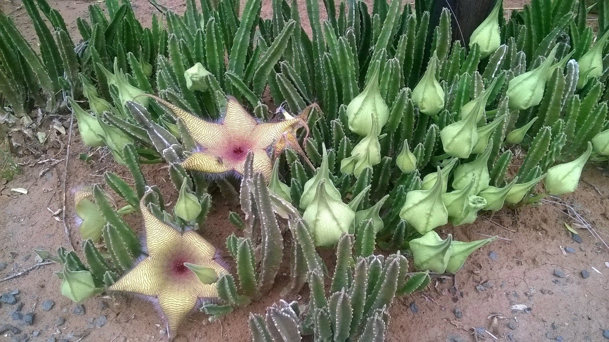 Stapelia gigantea Unrooted Cutting – Starfish Flower Cactus, Giant Carrion Flower Succulent