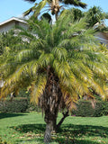 Phoenix roebelenii Seeds – Pygmy Date Palm (5 Seeds) | Compact Ornamental Palm
